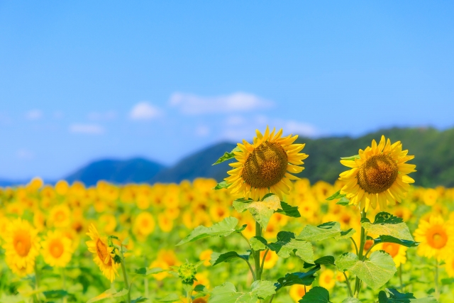 夏季休業についてのお知らせ